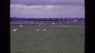 Ireland (1969): Sheeps Eating Grass In A Field Filmed With Very Old Camera