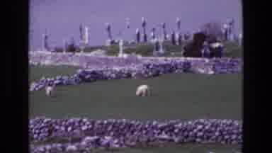 Ireland (1969): Sheep Graze Between Stone Walls In Irish Graveyard