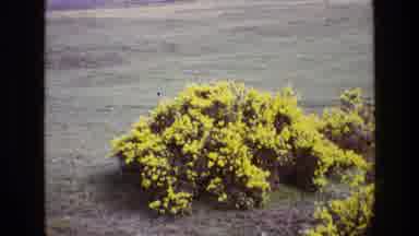 Ireland (1969): A Bunch Of Yellow Flowers In The Middle Of Desert