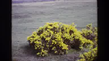 Ireland (1969): Camera Captures The Lush Green Bush As It Sits On The Grass