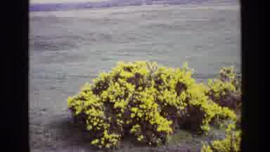 Ireland (1969): Zooming In On Yellow Flowers On A Bush Located In A Field