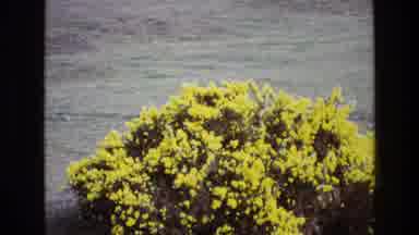 Ireland (1969): Yellow Colored Flowers Are Born On A Bushy Plant As Clusters