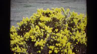 Ireland (1969): Zoom In On Yellow Flowered Bush