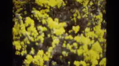 Ireland (1969): Nice View Of Yellow Flower In A Garden In The Morning Time