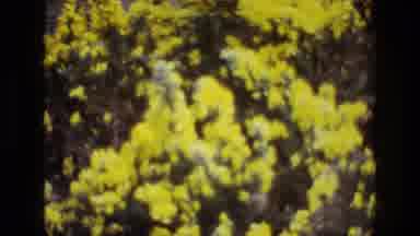 Ireland (1969): A Large Are A Lot Of Trees Bright Green