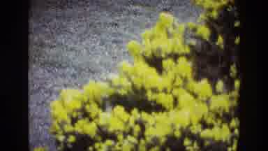 Ireland (1969): Looping Video Of A Full Green Bush In The Wild