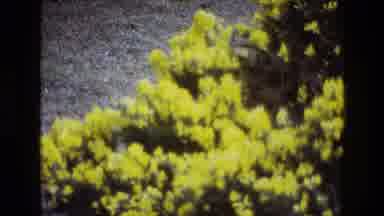Ireland (1969): A View Of Pretty Flowers In A Field