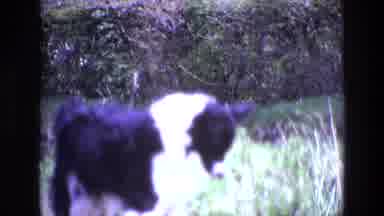 Ireland (1969): A Border Collie Walks Through A Field With Some Yellow Flowers