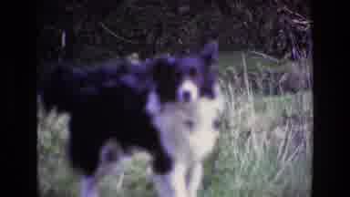 Ireland (1969): Black And White Male Border Collie Us Urinating On The Grass