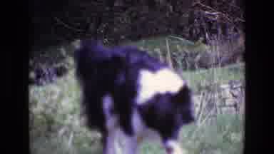 Ireland (1969): Fluffy Dog Walking Around The Yard Of A Quaint English Country