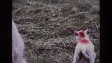 Ireland (1969): Lamb Running Around Mamma Ewe In Green Pasture