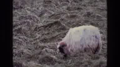 Ireland (1969): The Sheep Is Doing Something In The Outside Of The Garden