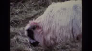 Ireland (1969): A Sheep And Other Farm Animals Graze In A Field