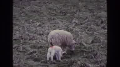 IRELAND-1969: Mother Sheep and Lamb Grazing Together in Field
