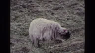 Ireland (1969): A Single Sheep Eating Grass On A Hillside Or Maybe A Mountain