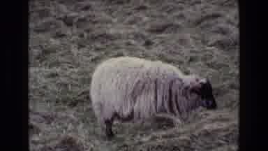 Ireland (1969): Adult And Baby Animals