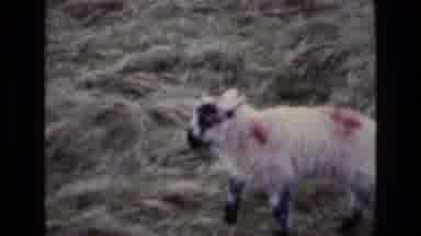 Ireland (1969): A Sheep Walking Through The Grass And Dunes Eating It Has Red
