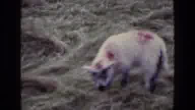 Ireland (1969): Sheep Grazing On Grass Upon A Hillside