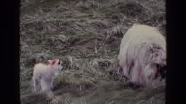 Ireland (1969): Sheep And Baby Eating Grass