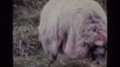 Ireland (1969): Goat Eating Hay