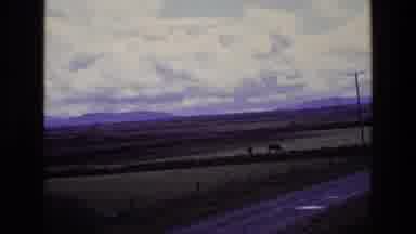 Ireland (1969): Cows By The Roadside Graze On Grass As Camera Zooms In From Across
