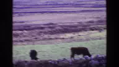 Ireland (1969): Working Horse And Cart Being Led On Road Stone Dyke Wall Cows In