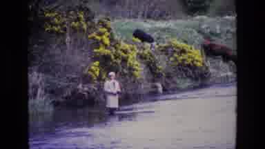 Ireland (1969): Man Standing Knee Deep In A River Fishing As Cows Watch Safely On