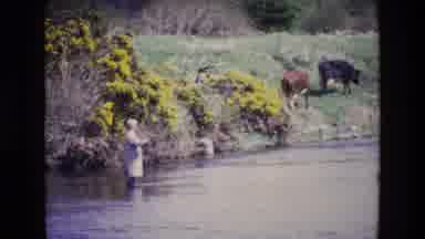 Ireland (1969): Man Standing Knee Deep In A Large Stream Fishing As Two Cows Walk