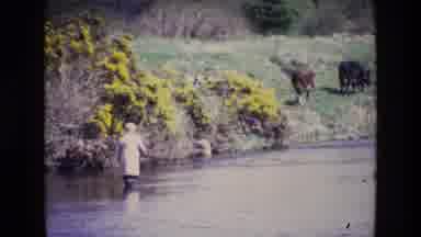 Ireland (1969): Man Standing In Lake Watching Cows In A Field Nearby
