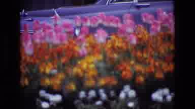 Ireland (1969): A View Of Pretty Flowers And A Busy Traveling Street