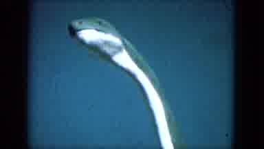 Lake Canyon Arizona-1969: Long-Necked Green And White Dinosaur-Like Creature