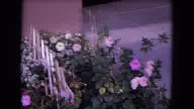 White Sands Florida (1970): Camera Captures The Lovely Garden In Front Of The