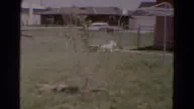 Diller Nebraska USA (1968): A Backyard Containing A Garden A Fence And A Dog