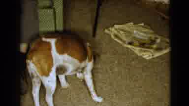 Clarksdale Arizona (1968): GrandpaâS Dog Ran And Spit A Piece Of Bone On The Floor