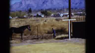 Clarksdale Arizona USA (1968): Young Boy Feeding His Steed From On His Farm In A