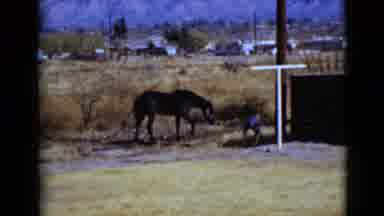 Clarksdale Arizona USA (1968): Young Boy Farm Work Horses Animals Barnyard Care