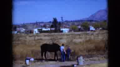 Clarksdale Arizona USA (1968): Free Roaming Horse In The Field With Two Little