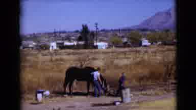 Clarksdale Arizona USA (1968): Adult Grooming A Horse In Backyard While A Child