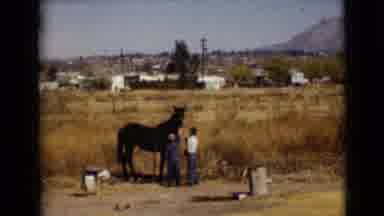Clarksdale Arizona USA (1968): Little Boy Is Petting A Black Horse Near Some Hay