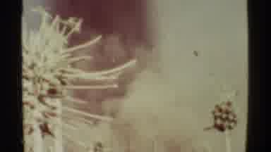 Mauna Ulu Hawaii (1971): Alot Of Smoke In The Air Possibly From An Airstrike From