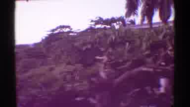 Mauna Ulu Hawaii (1971): A Yard With Trees And A Garden Focusing On A Deciduous