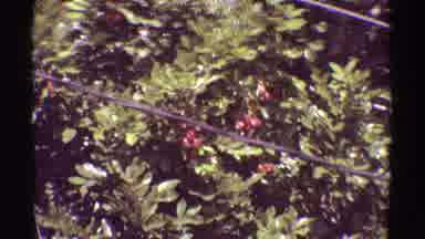 Mauna Ulu Hawaii (1971): Camera Records Berries In Tree By Telephone Poll Than