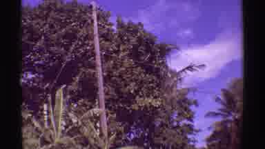 Mauna Ulu Hawaii (1971): Camera Pans Down From Tall Trees And Telephone Lines To