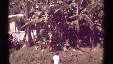 Mauna Ulu Hawaii (1971): Man Watches As Tree's Blow In The Wind