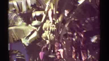 Mauna Ulu Hawaii (1971): View Of Tropical Rural Area With Banana Tree Close To The