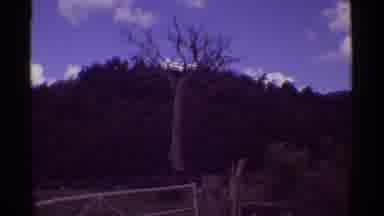 Mauna Ulu Hawaii (1971): Click Interior Shot Of A Car Cuts To A Bare Lone Tree