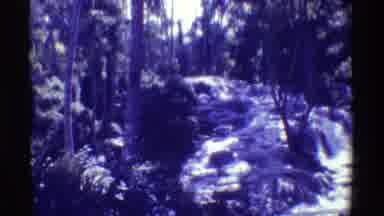 Mauna Ulu Hawaii (1971): Forest Jungle And Waterfalls Untouched Native Lands