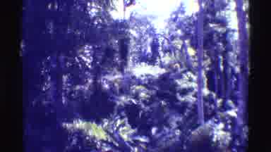 Mauna Ulu Hawaii (1971): View Of Green Trees With Person Watching Object Climb Out