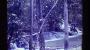 Mauna Ulu Hawaii (1971): Exploring Lush Forest