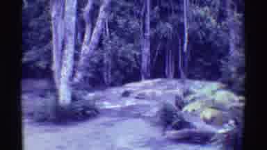 Mauna Ulu Hawaii (1971): Ancient Forest Of Jungle